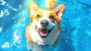 治愈狗狗（非主题）