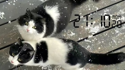 和猫咪的雪天  壁纸