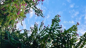 4K 春暖花开