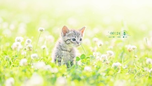 4K 萌化了的猫咪