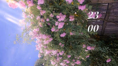 治愈清新阳光绿叶花朵