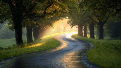 晨光中的林荫路