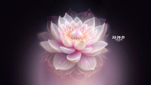 4k梦幻 治愈荷花