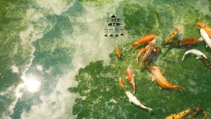 好运锦鲤
