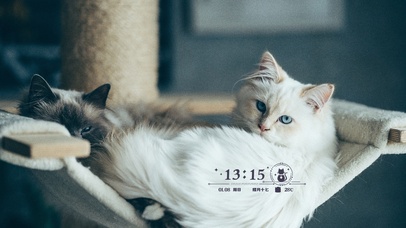 4k高清萌猫咪系列