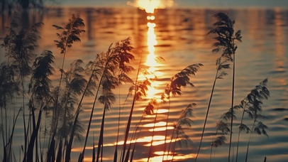 4K秋天日落时河畔的芦苇