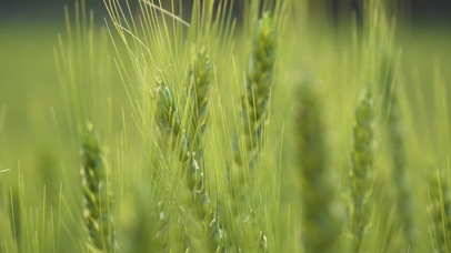 4k初夏的小麦和蜜蜂