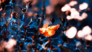 明花