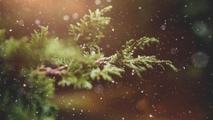 冬日微雪