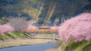 河边樱花盛开
