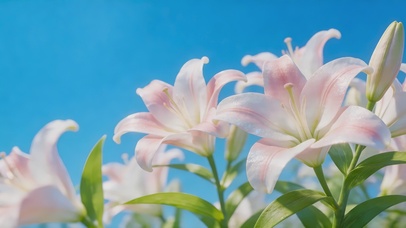 清新护眼百合花桌面