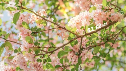 4k 治愈唯美绿叶落花