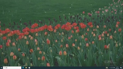 郁金香花园  电脑版