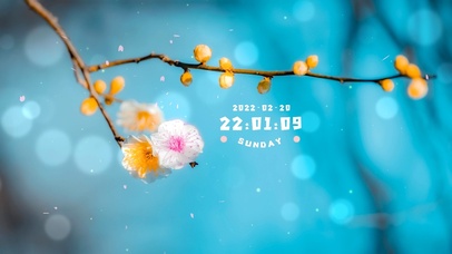 4K唯美治愈简约樱花