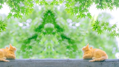 绿荫下的猫咪
