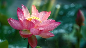 雨后荷影