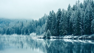 雪中情