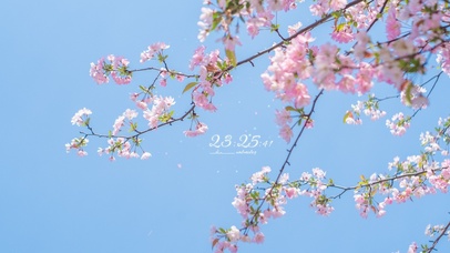 唯美垂丝海棠花