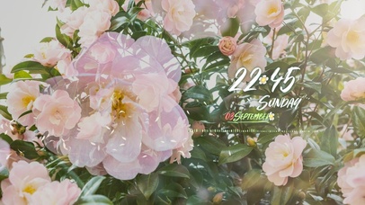 阳光唯美治愈花草风景桌面