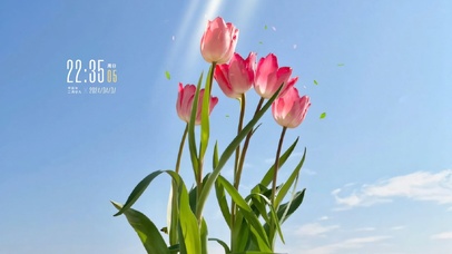 4k治愈郁金香风景桌面