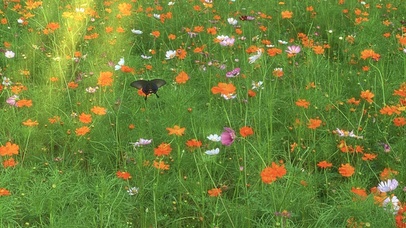 蝴蝶花海