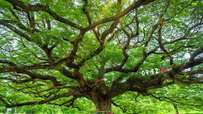 唯美的参天大树