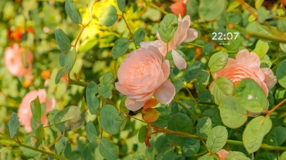 治愈清新阳光鲜花