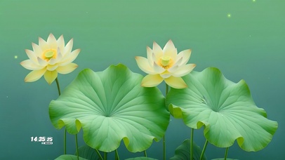 绿色清新荷花荷叶