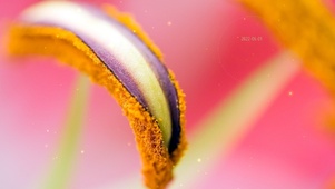 奇怪的紫花花