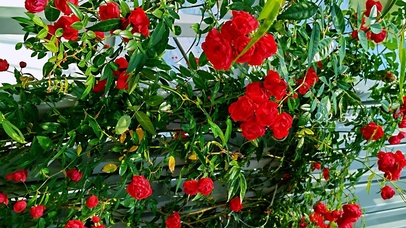 4k 治愈唯美护眼月季花