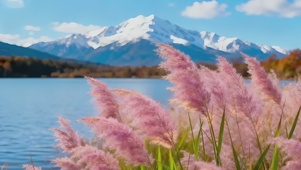 唯美雪山湖泊芦苇丛