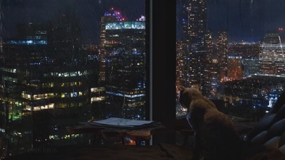 窗户外的雨与窗户内的猫