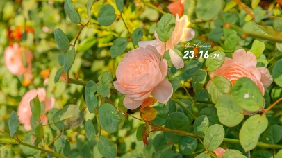 治愈唯美清新茶花