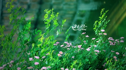 4k唯美蔷薇花