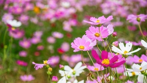 鲜花