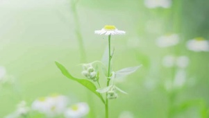 雨中小花：改