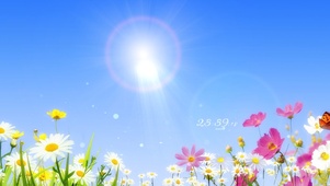 4k 治愈清新阳光小雏菊