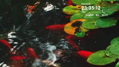 4K荷叶下的鲤鱼