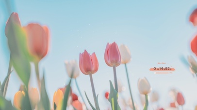 4K 治愈清新花朵