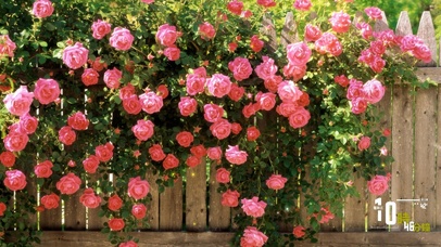 治愈玫瑰花墙