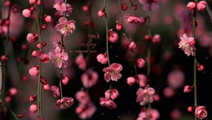 美丽小花儿盛开