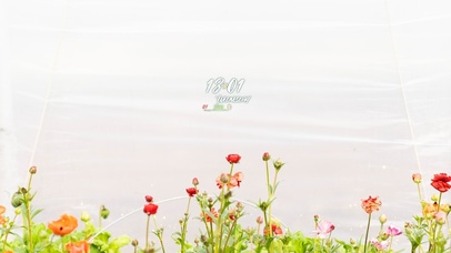 4k高清清新小花花系列