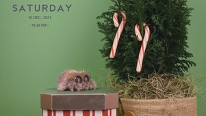 圣诞礼盒上的卢卡斯