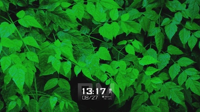 雨中绿叶-横屏(护眼)