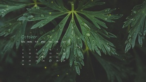 4k高清护眼绿植ins风格
