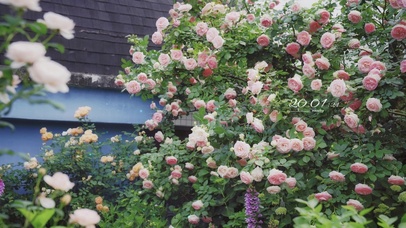 4k 春分盛开的蔷薇花