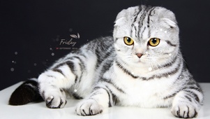 可爱猫咪