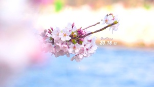 唯美春天樱花