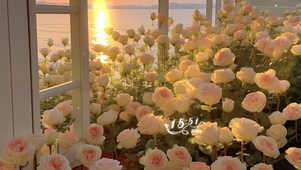 浪漫夕阳花海