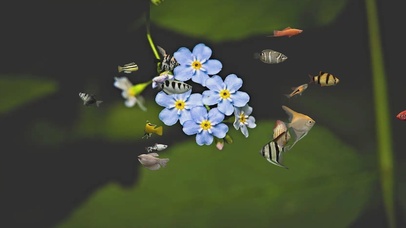 鱼儿游绿色护眼